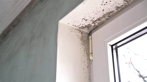 Best Airborne Mold Testing  in Cuthbert, GA