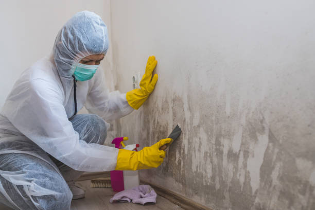Best Black Mold Removal  in Cuthbert, GA