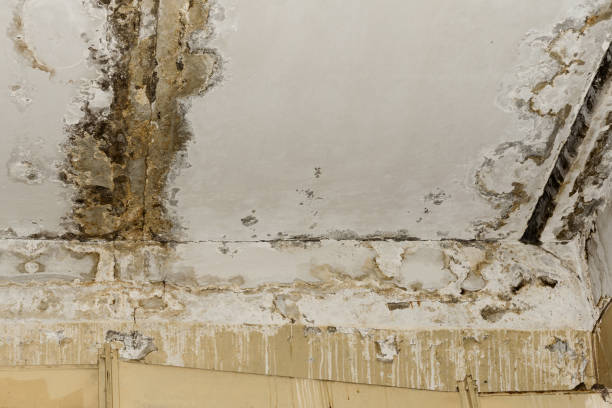 Cuthbert, GA Mold Removal Company