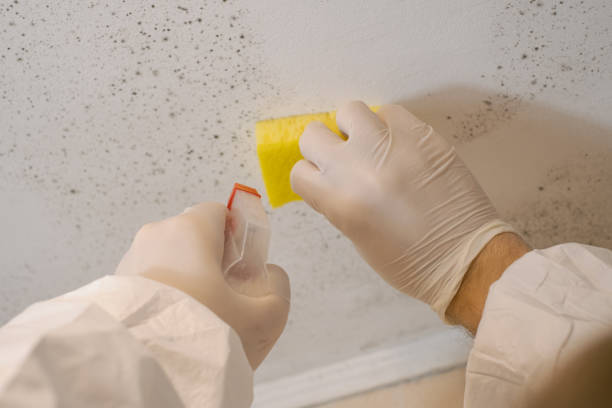 Best Real Estate Mold Inspection  in Cuthbert, GA