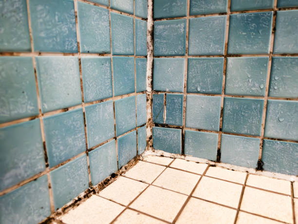 Best Water Damage & Mold Remediation  in Cuthbert, GA